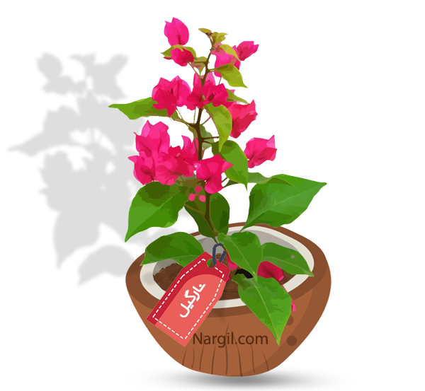  Nargil - Paper Flower